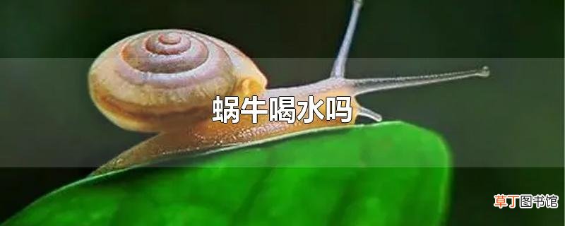 蜗牛喝水吗