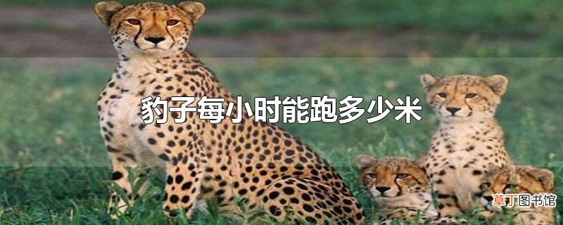 豹子每小时能跑多少米