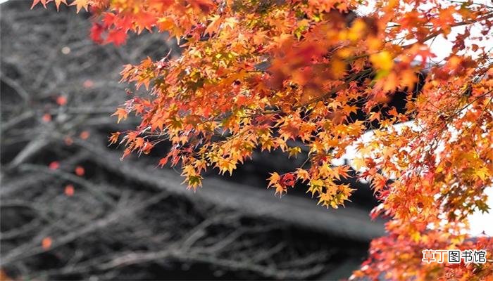 寒山枫林霜叶想象到什么景象