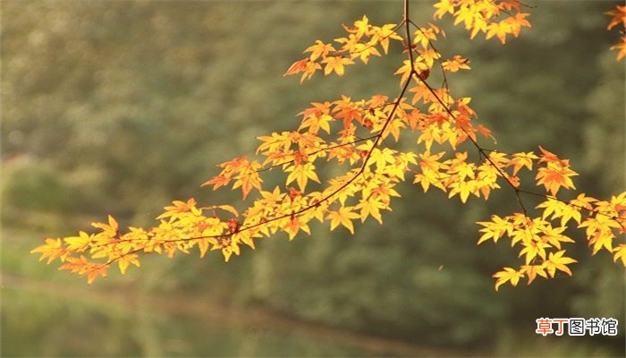 寒山枫林霜叶想象到什么景象