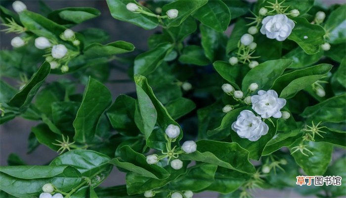 茉莉花的诗句