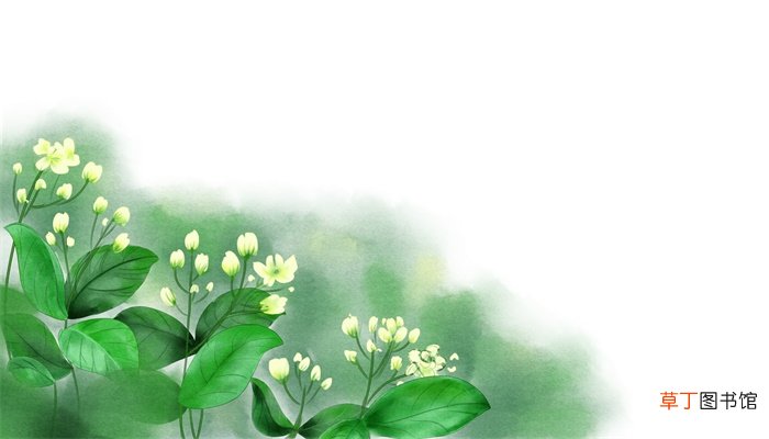 茉莉花的诗句