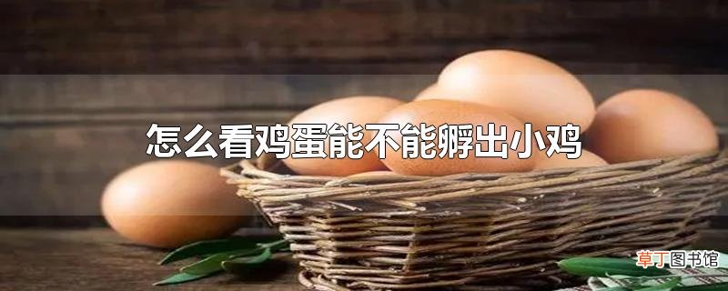 怎么看鸡蛋能不能孵出小鸡