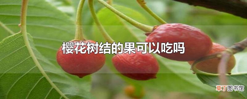 樱花树结的果可以吃吗