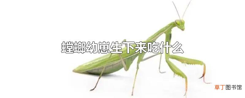 螳螂幼崽生下来吃什么
