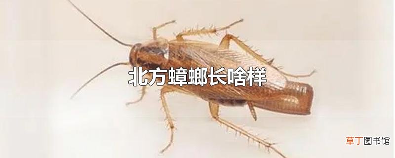 北方蟑螂长啥样