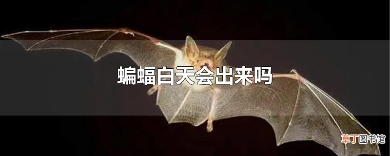 蝙蝠白天会出来吗