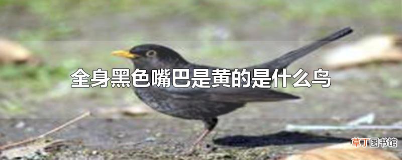 全身黑色嘴巴是黄的是什么鸟