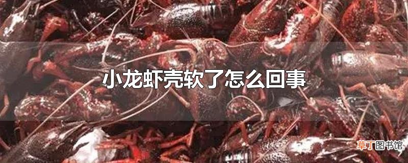 小龙虾壳软了怎么回事