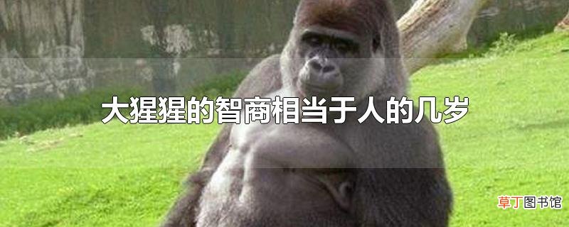 大猩猩的智商相当于人的几岁