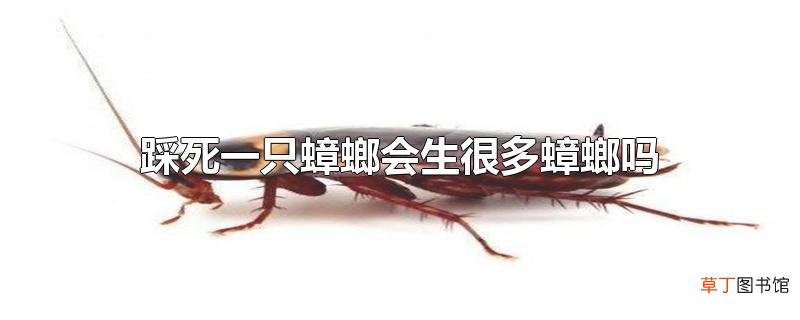 踩死一只蟑螂会生很多蟑螂吗
