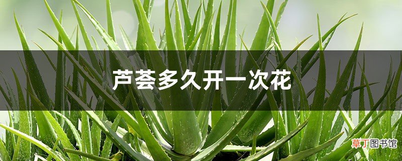 芦荟多久开一次花