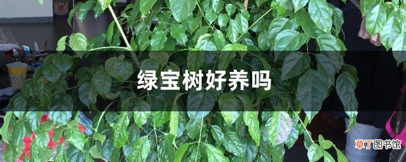 绿宝树好养吗