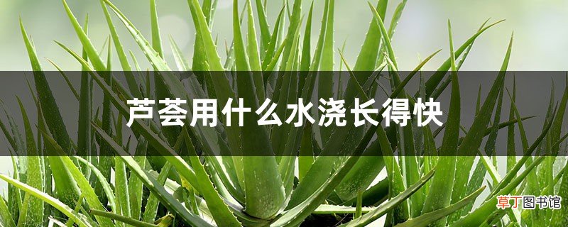 芦荟用什么水浇长得快