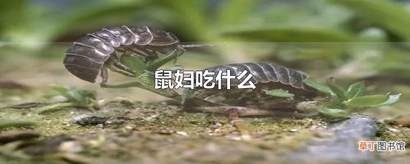 鼠妇吃什么
