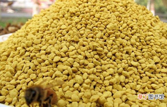 油菜花粉的功效与作用 油菜花粉怎么吃