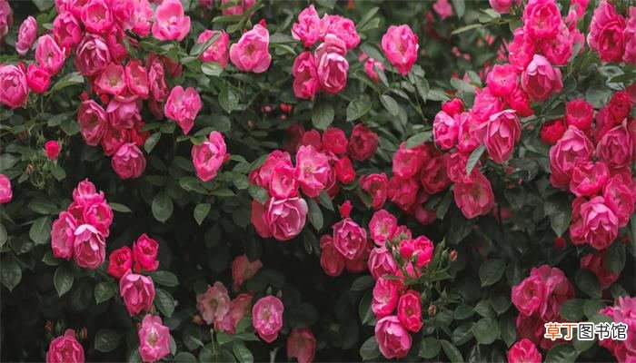 赠你四万朵玫瑰花是谁的书