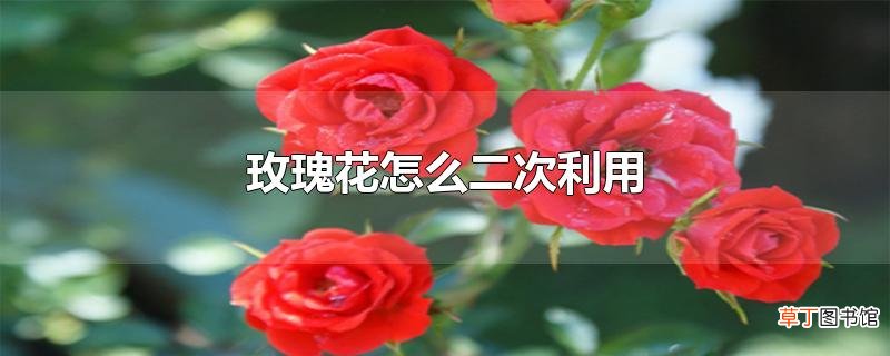 玫瑰花怎么二次利用
