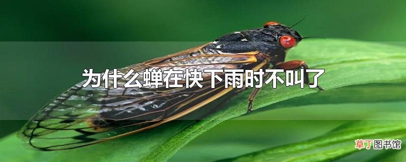 为什么蝉在快下雨时不叫了