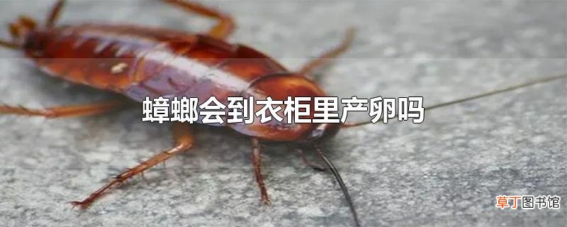 蟑螂会到衣柜里产卵吗
