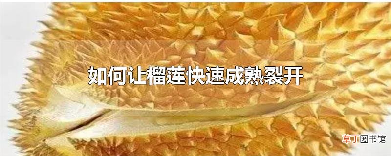怎么让榴莲快速成熟裂开