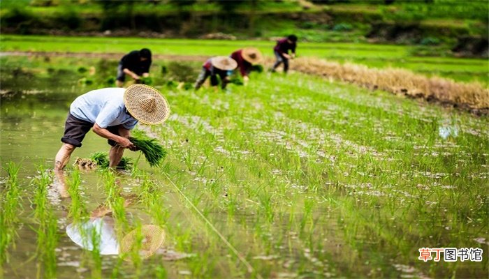 春种夏什么秋收冬藏