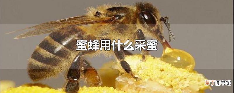 蜜蜂用什么采蜜