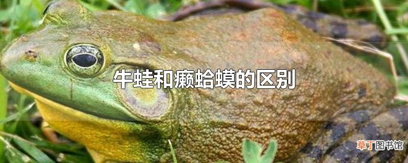 牛蛙和癞蛤蟆的区别