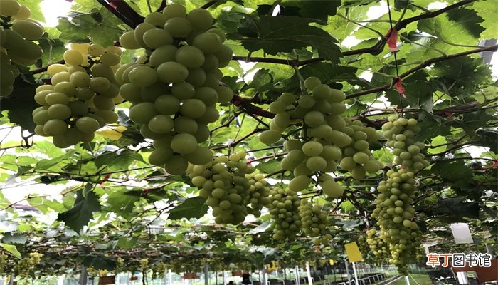 中原地区种植葡萄始于什么朝代