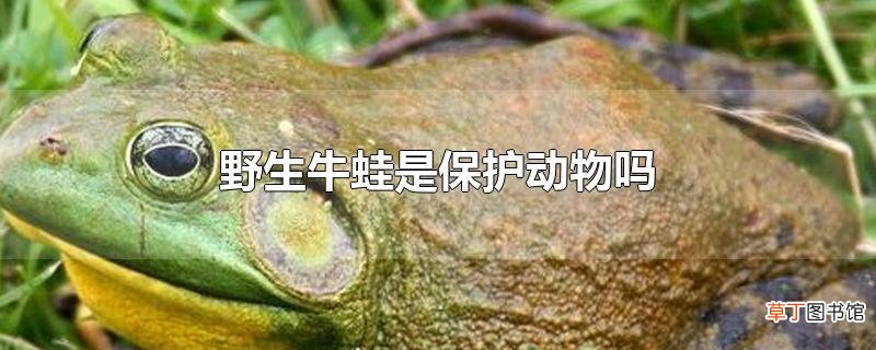 野生牛蛙是保护动物吗