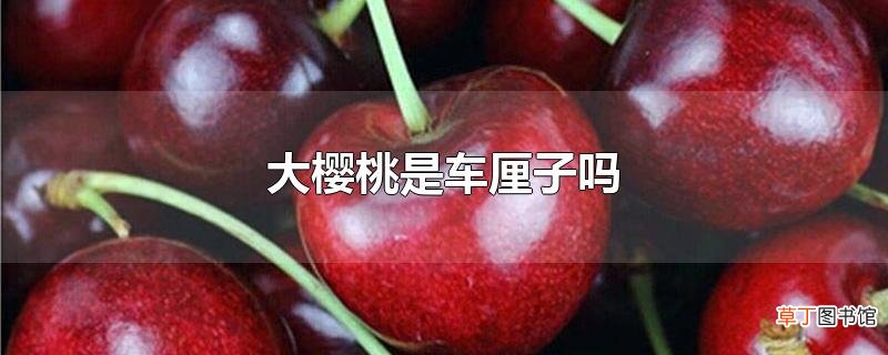 大樱桃是车厘子吗