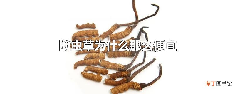 断虫草为什么那么便宜