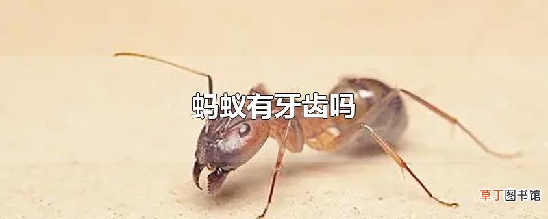 蚂蚁有牙齿吗