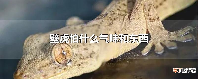 壁虎怕什么气味和东西