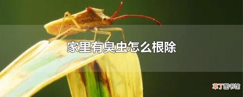 家里有臭虫怎么根除
