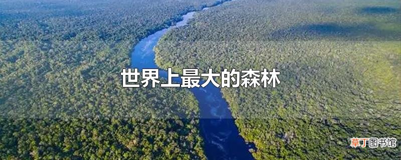 世界上最大的森林