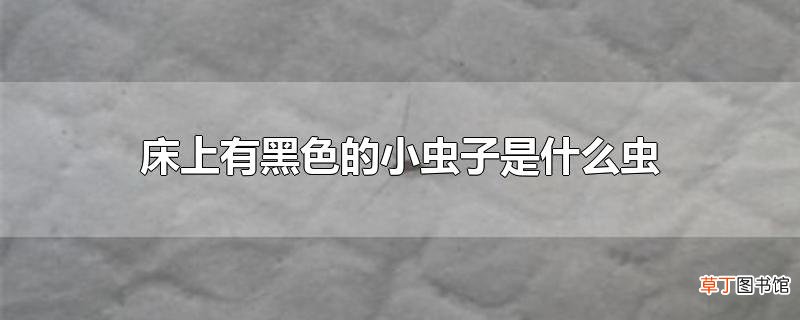 床上有黑色的小虫子是什么虫
