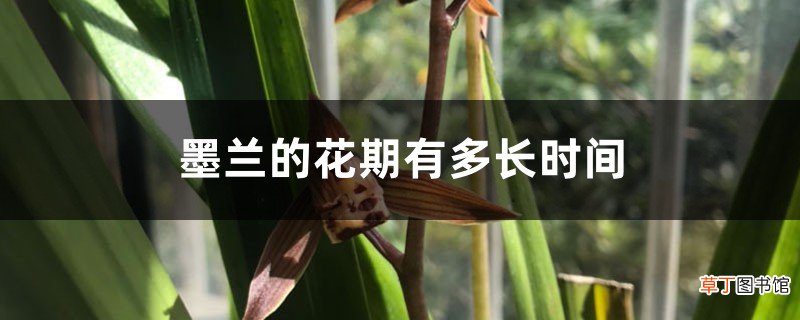 墨兰的花期有多长时间