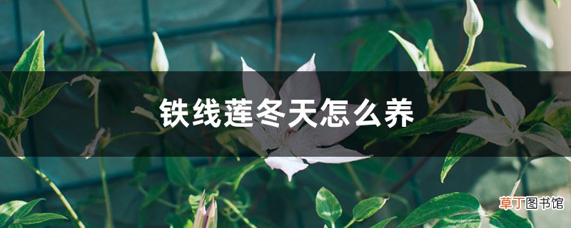 铁线莲冬天怎么养