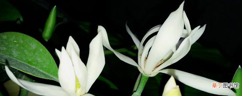 黄桷兰和白兰花的叶片有什么区别