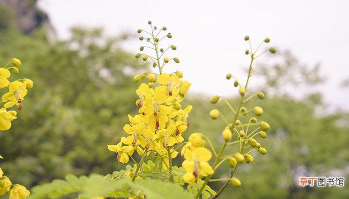 清明黄花雨中愁意思