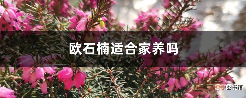 欧石楠适合家养吗