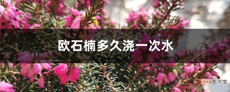 欧石楠多久浇一次水