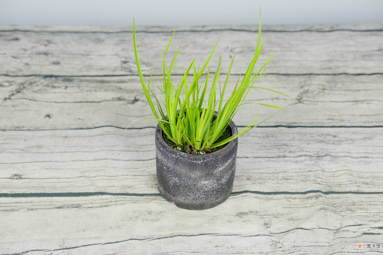 家里养菖蒲好吗