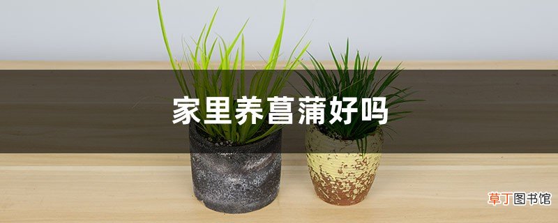 家里养菖蒲好吗