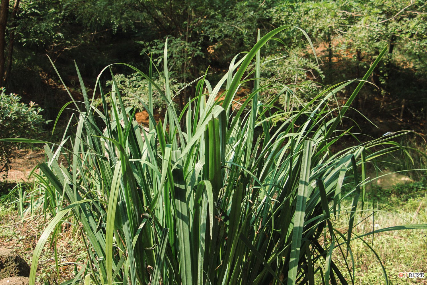 家里养菖蒲好吗