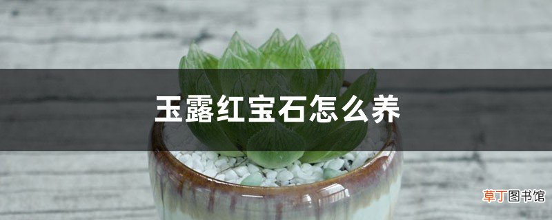 玉露红宝石怎么养
