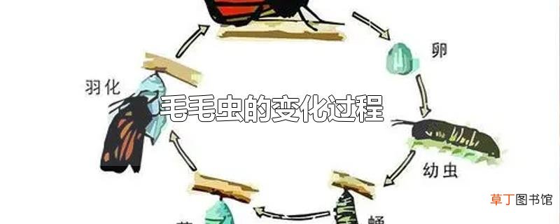 毛毛虫的变化过程