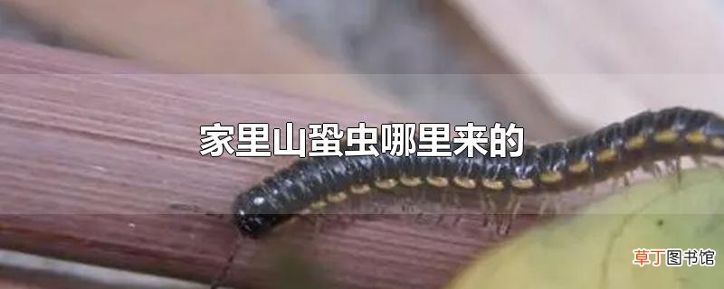 家里山蛩虫哪里来的