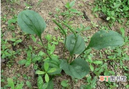 麝香保心丸的功效作用与禁忌-麝香保心丸有什么用